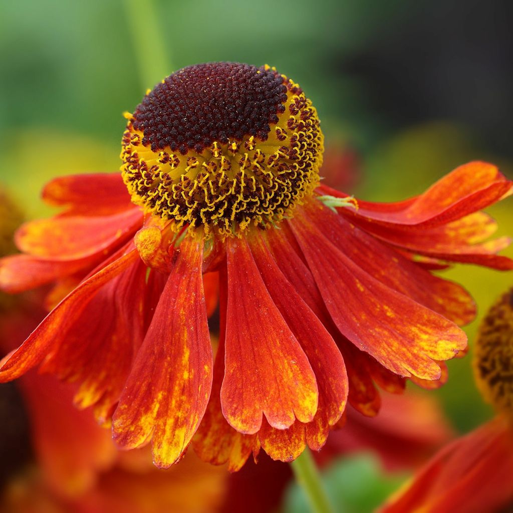 Helenium Moerheim Beauty