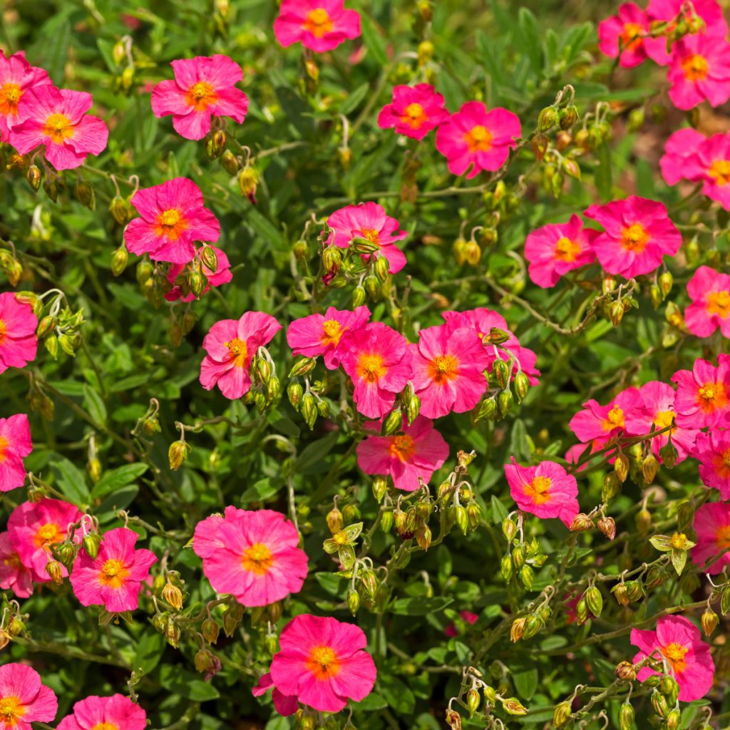 Helianthemum Ben Hope - Eliantemo