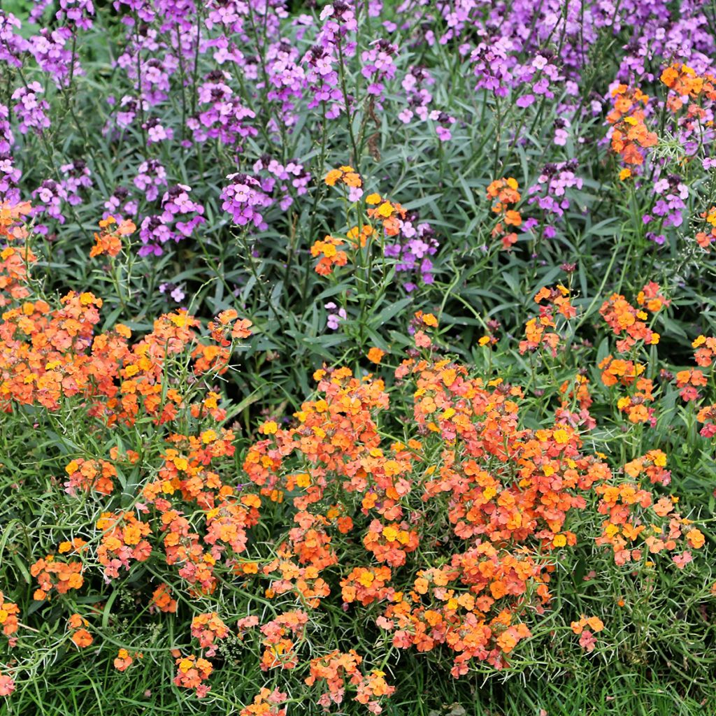 Helianthemum Bronzeteppich - Eliantemo