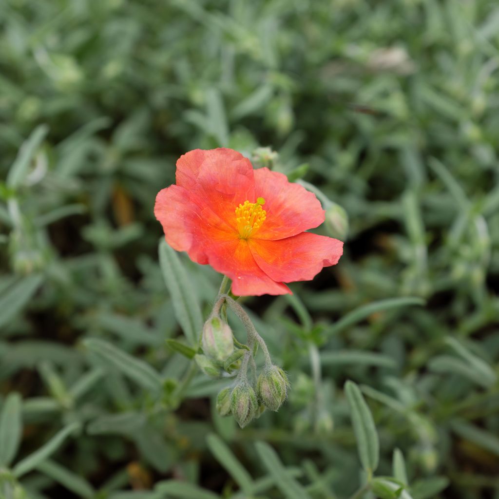 Helianthemum Fire Dragon - Eliantemo