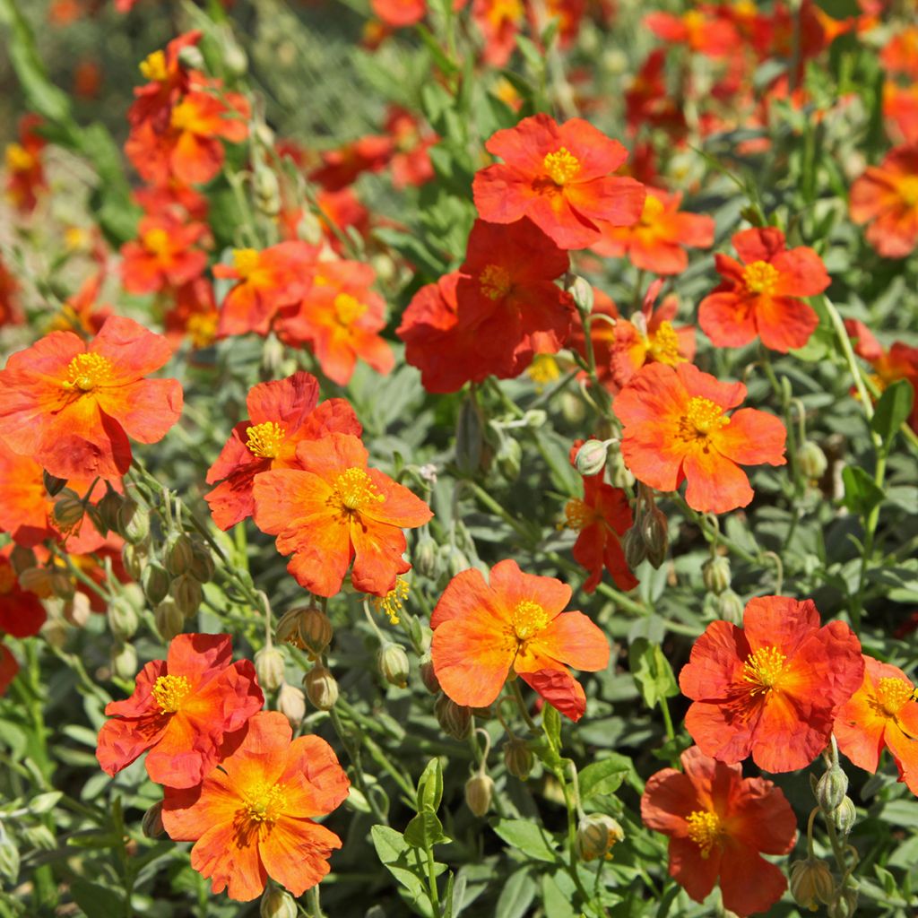 Helianthemum Fire Dragon - Eliantemo