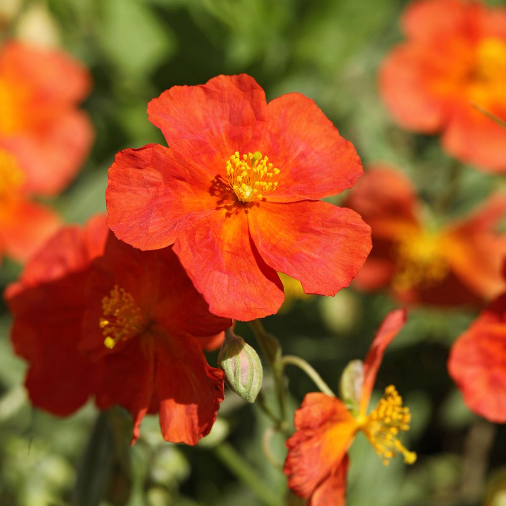 Helianthemum Fire Dragon - Eliantemo