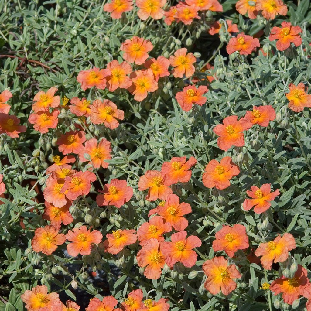 Helianthemum Fire Dragon - Eliantemo