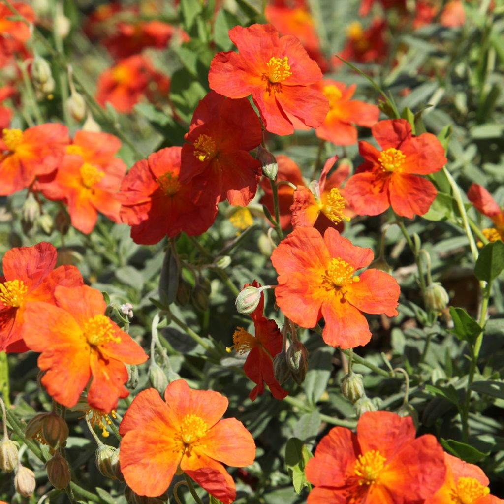 Helianthemum Fire Dragon - Eliantemo