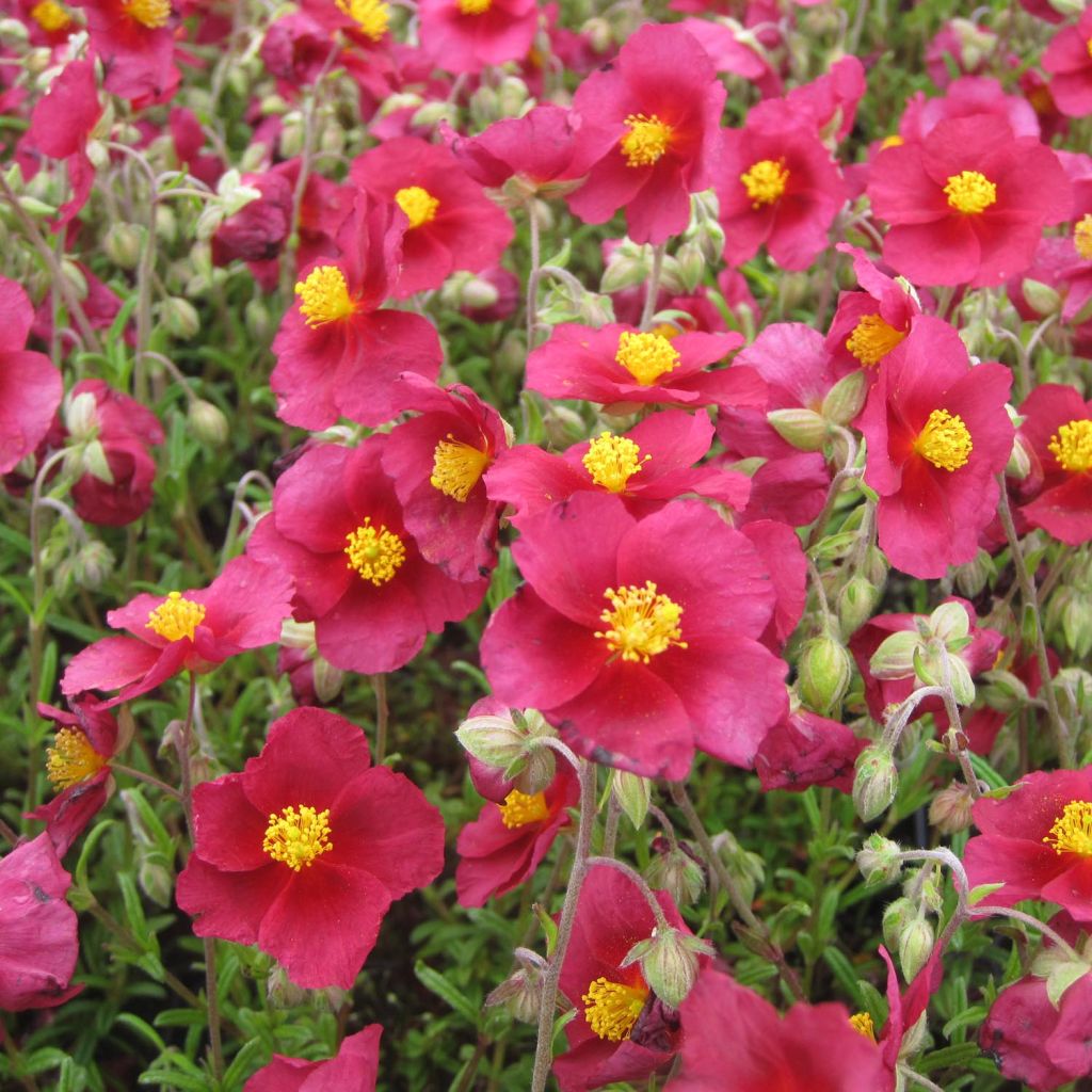 Hélianthème - Helianthemum Hartswood Ruby