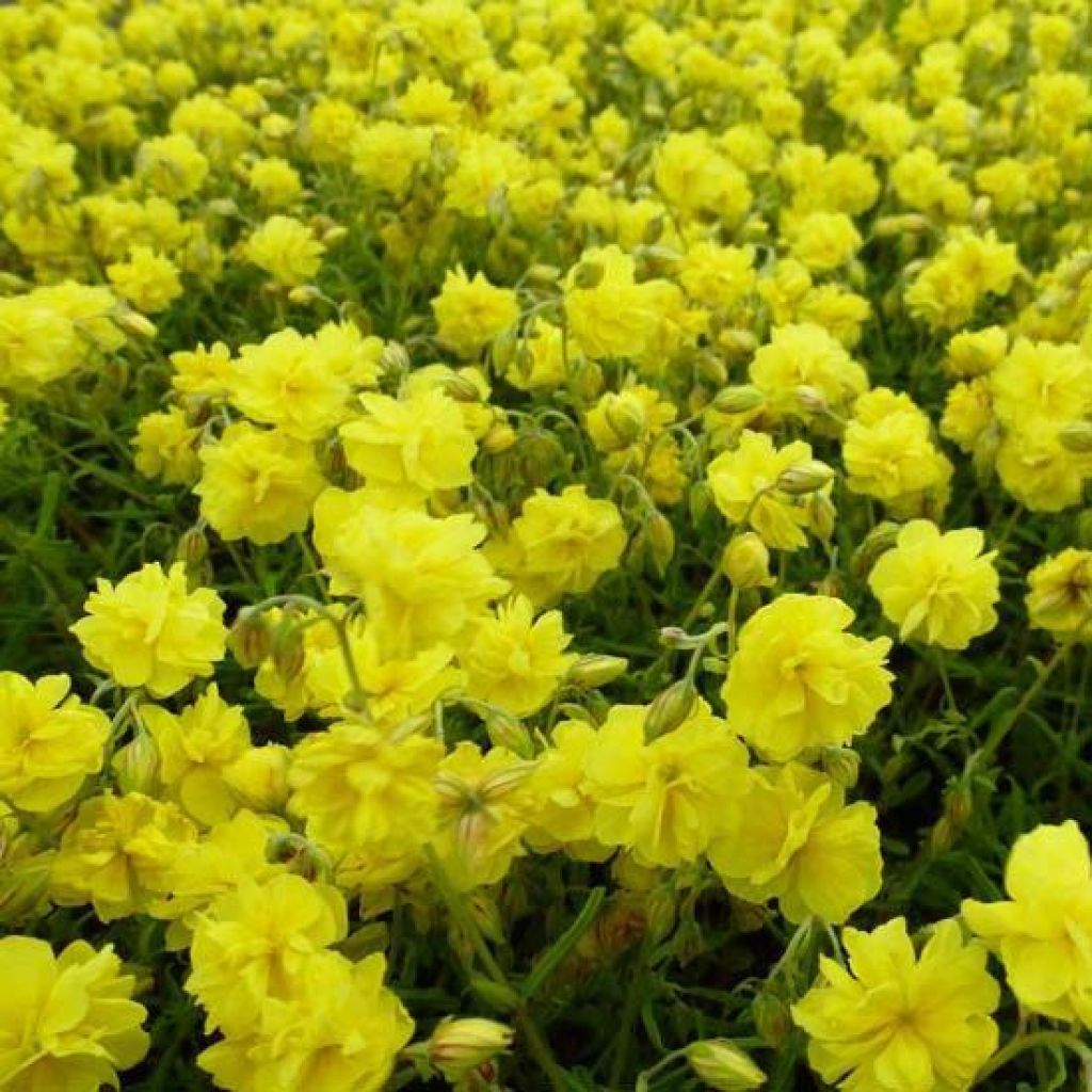 Helianthemum Sulphureum Plenum - Hélianthème double jaune soufre.