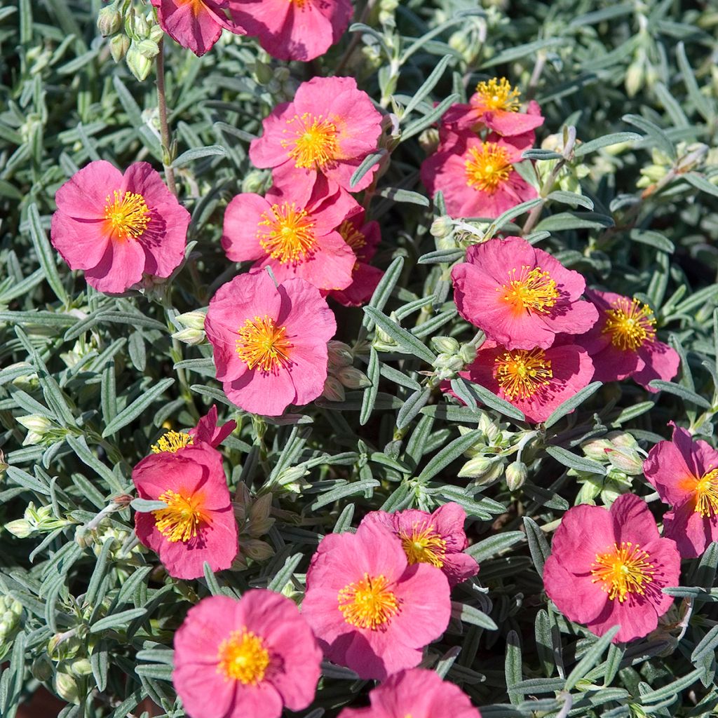 Helianthemum Suprême - Eliantemo