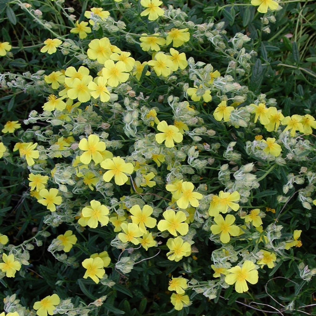 Helianthemum nummularium - Hélianthème commun