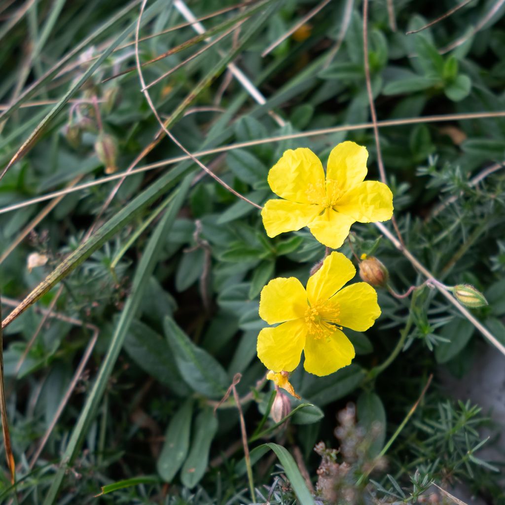 Helianthemum nummularium - Eliantemo maggiore