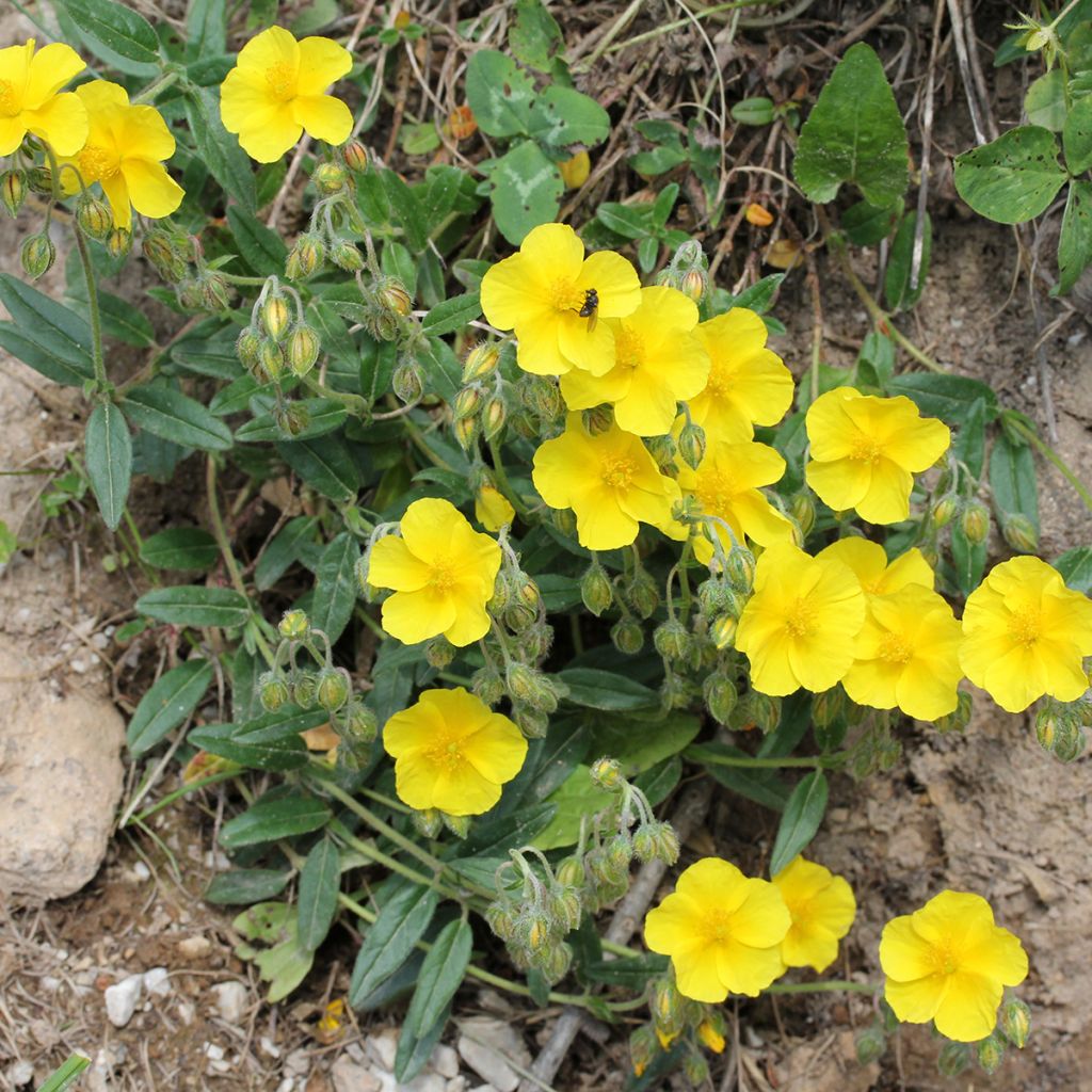 Helianthemum nummularium - Eliantemo maggiore