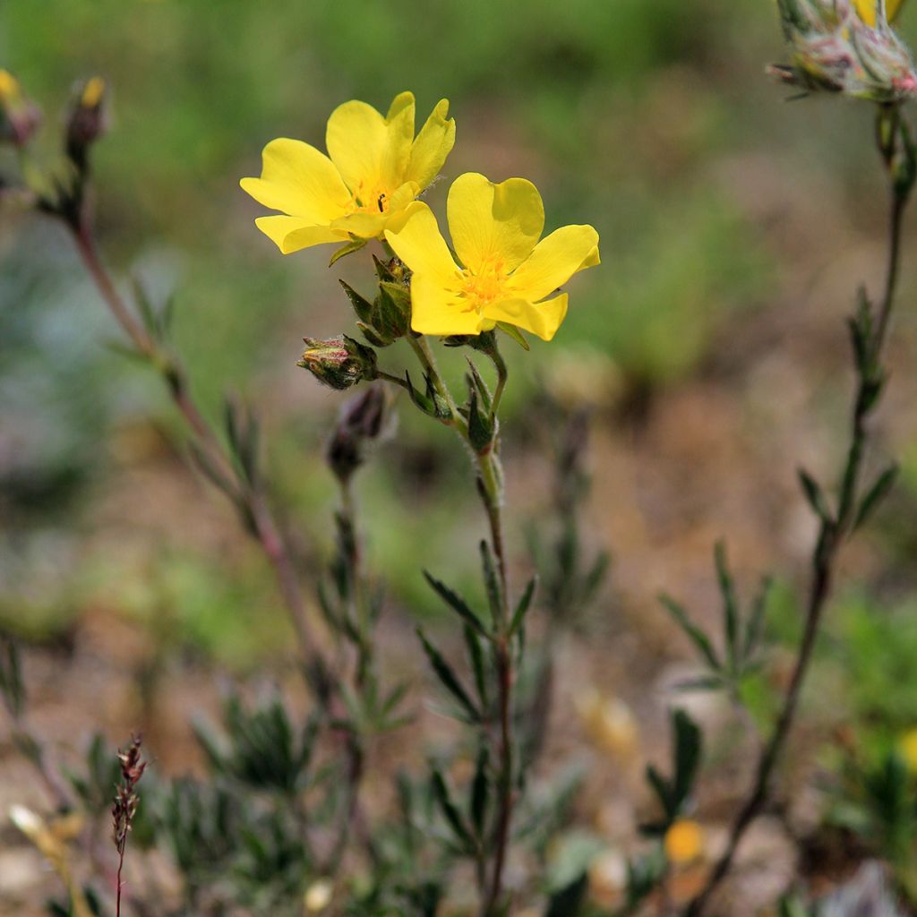 Helianthemum nummularium - Eliantemo maggiore