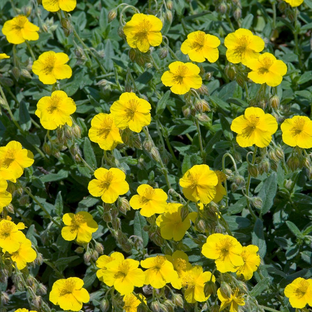 Helianthemum nummularium - Eliantemo maggiore