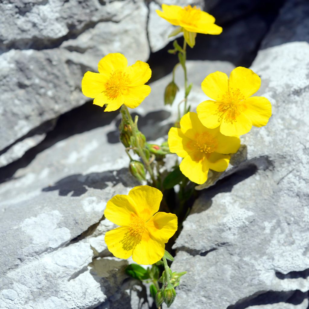 Helianthemum nummularium - Eliantemo maggiore