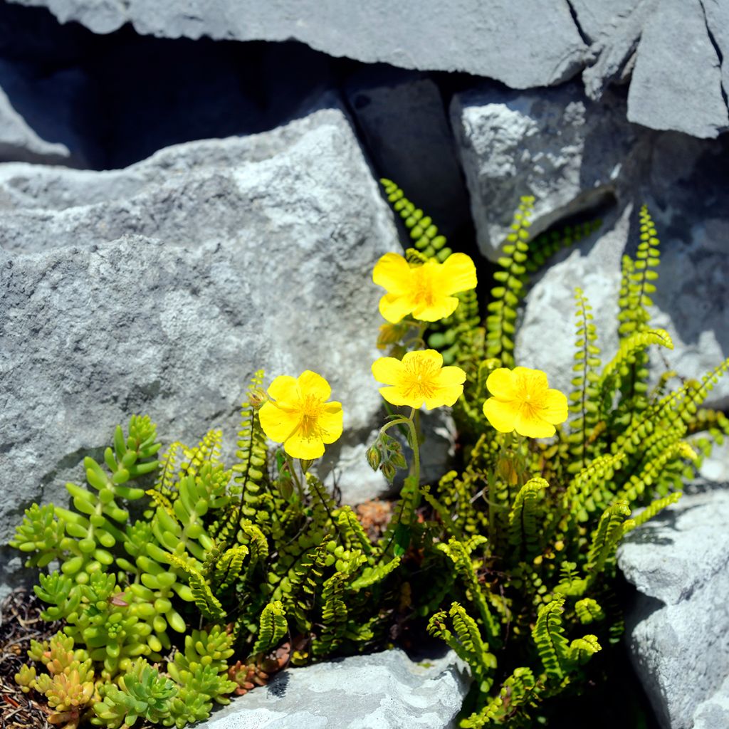 Helianthemum nummularium - Eliantemo maggiore