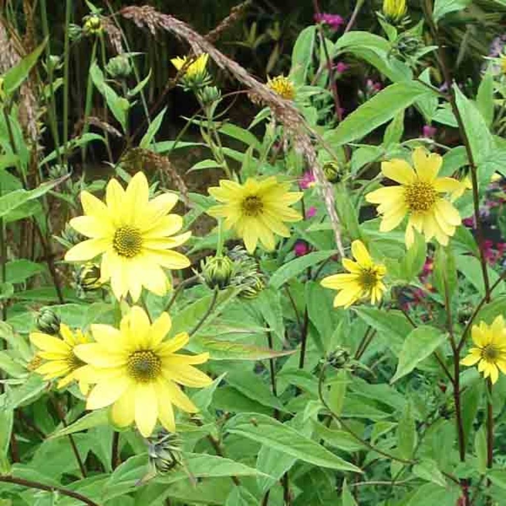 Helianthus hybride Lemon Queen - Soleil Vivace