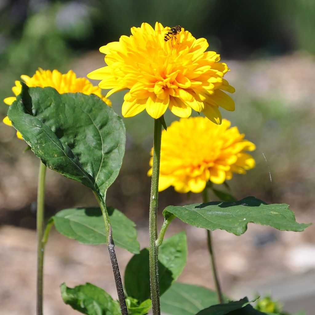 Helianthus Sunshine Daydream - Girasole