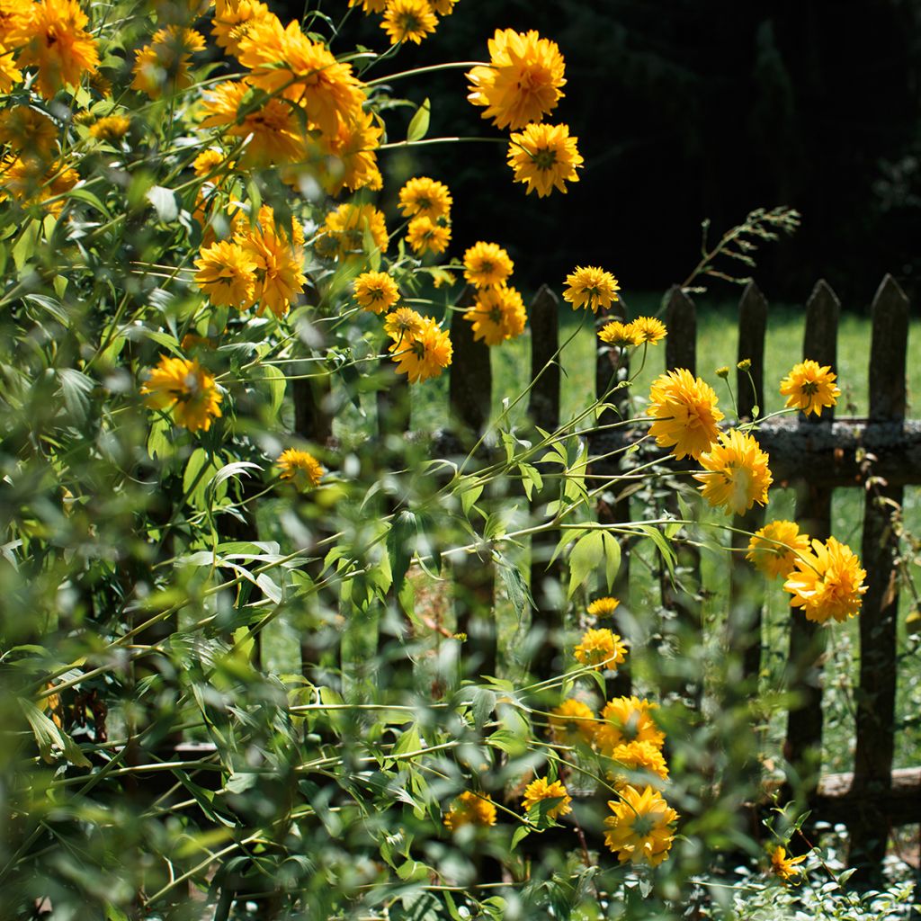 Helianthus Sunshine Daydream - Girasole