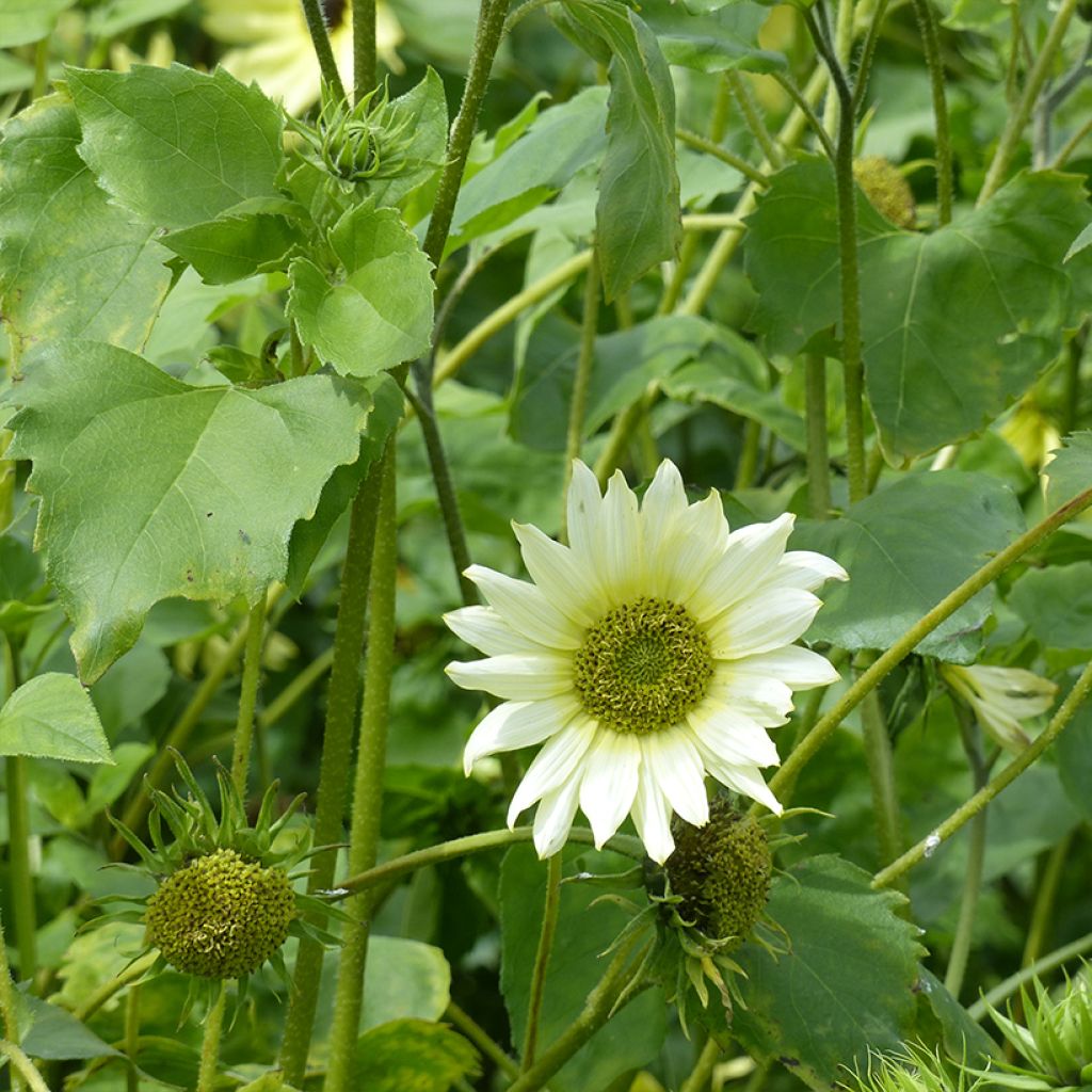 Girasole Italian Green Heart