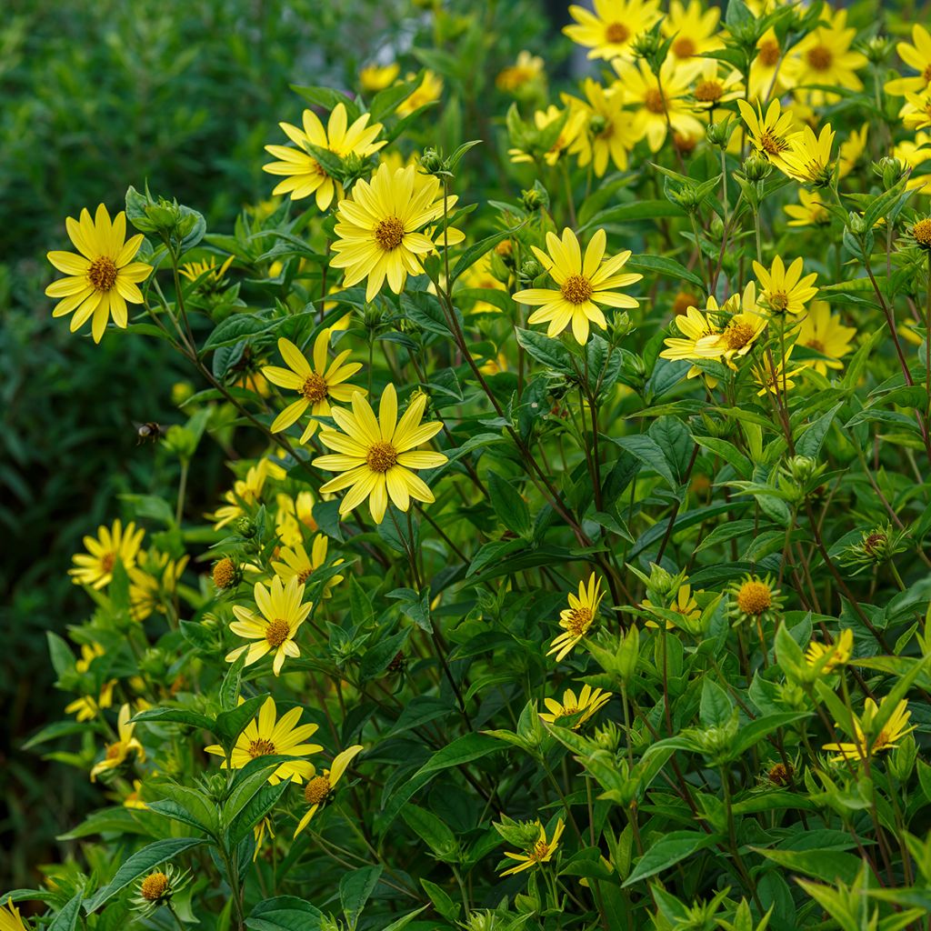 Helianthus Lemon Queen - Girasole