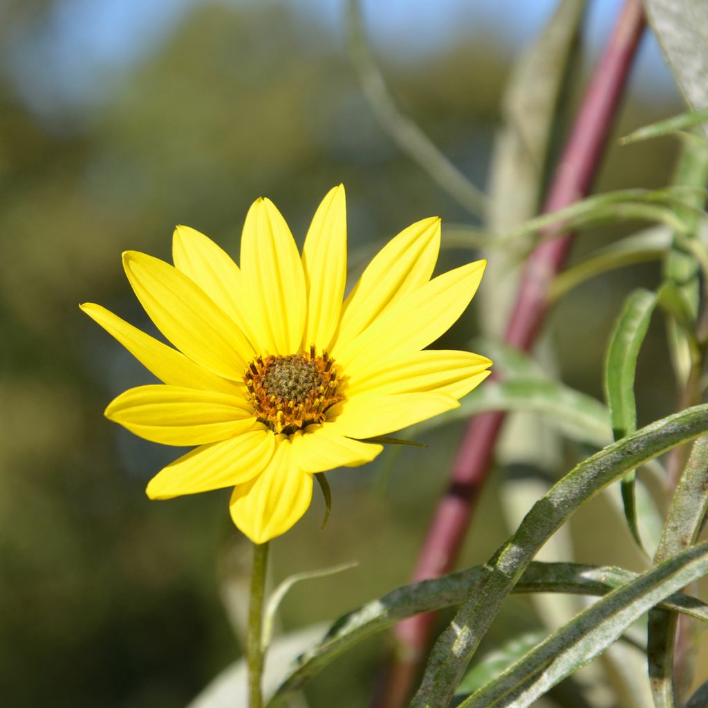 Helianthus Lemon Queen - Girasole