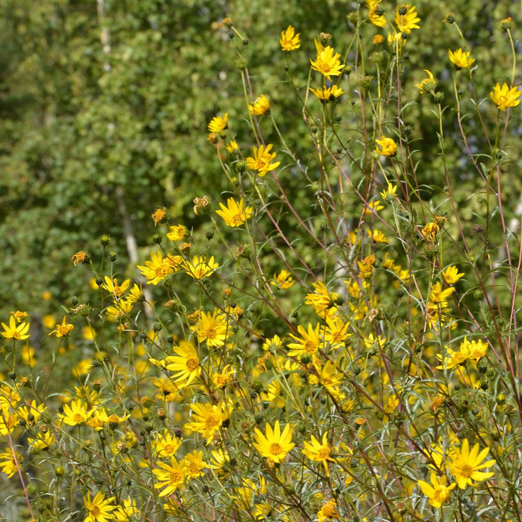 Helianthus Lemon Queen - Girasole