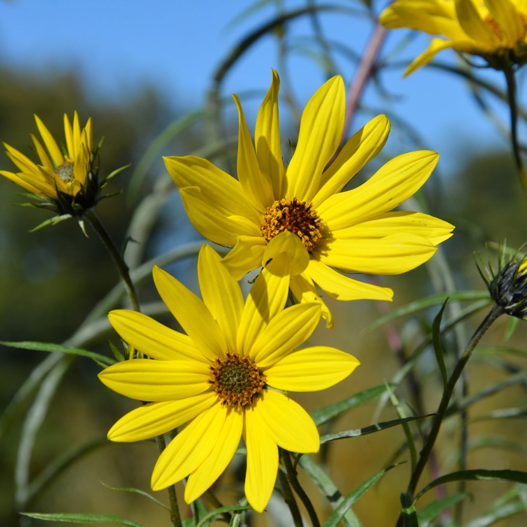 Helianthus Lemon Queen - Girasole