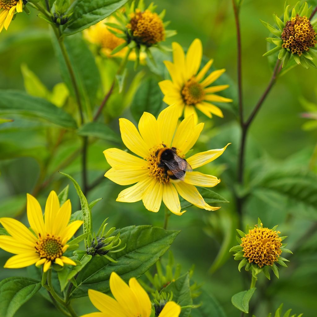 Helianthus Lemon Queen - Girasole