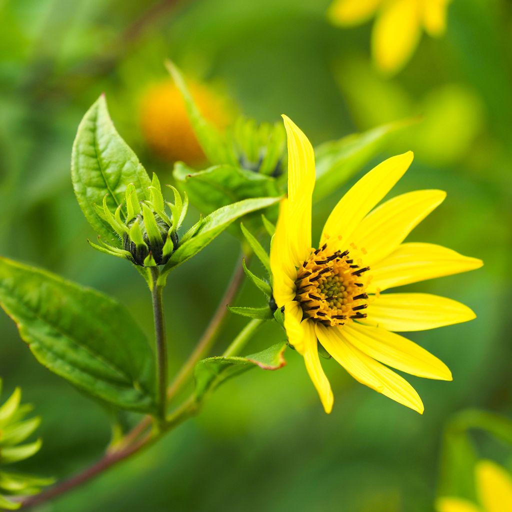 Helianthus Lemon Queen - Girasole