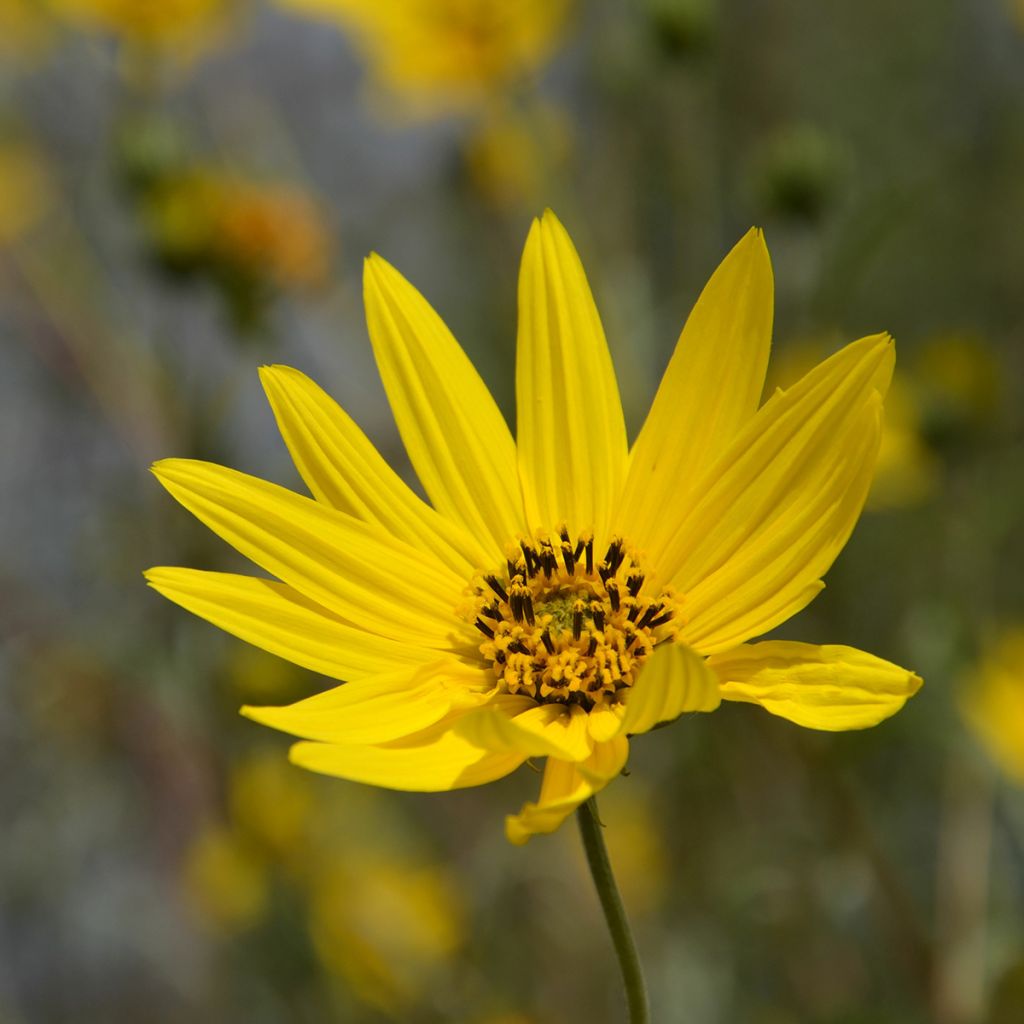 Helianthus Lemon Queen - Girasole