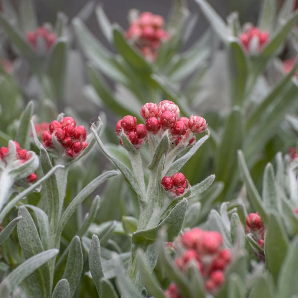 Helichrysum Red Jewel - Immortelle hybride