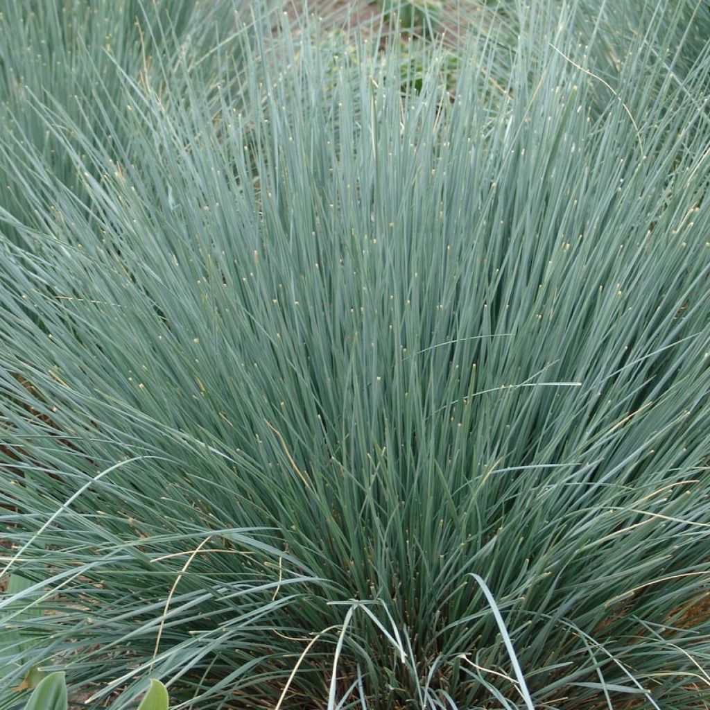 Helictotrichon sempervirens - Avena verdeggiante