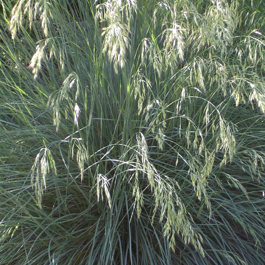 Helictotrichon sempervirens - Avena verdeggiante