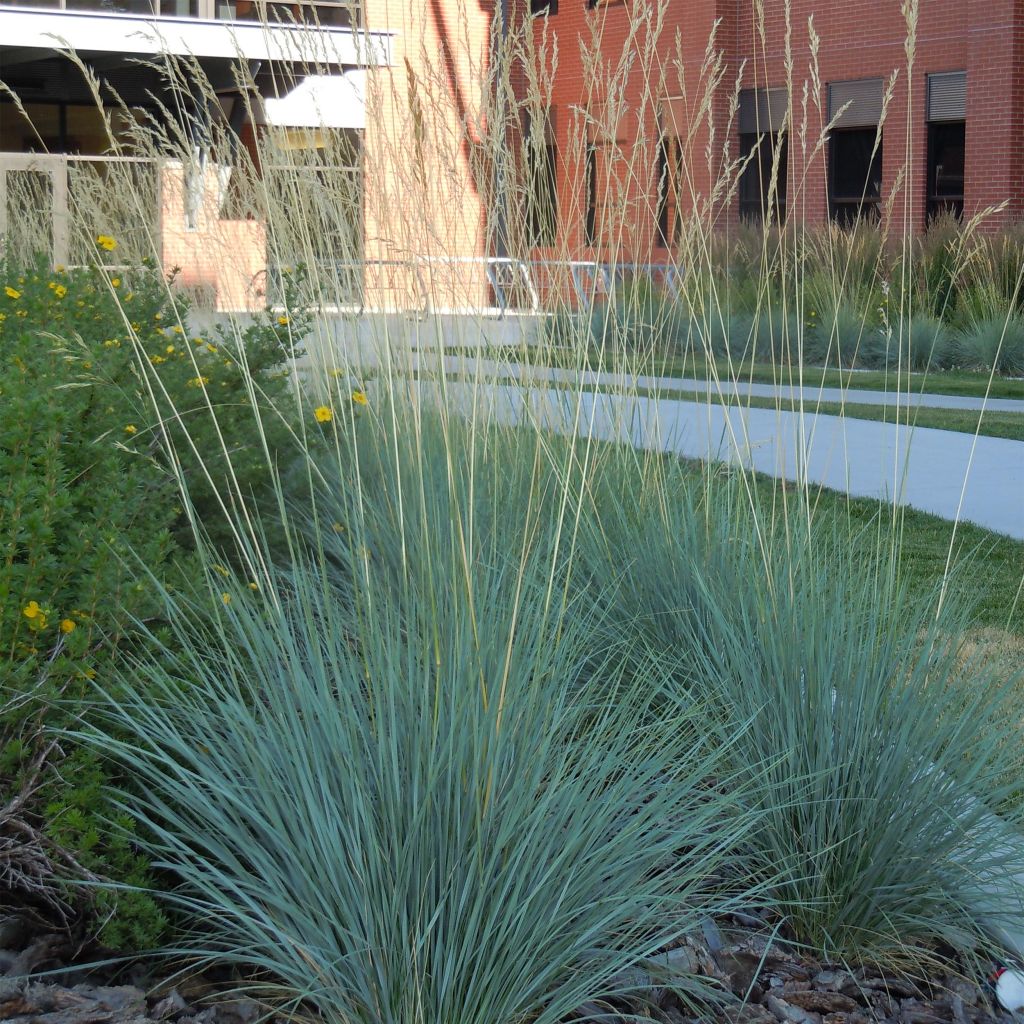 Helictotrichon sempervirens - Avena verdeggiante