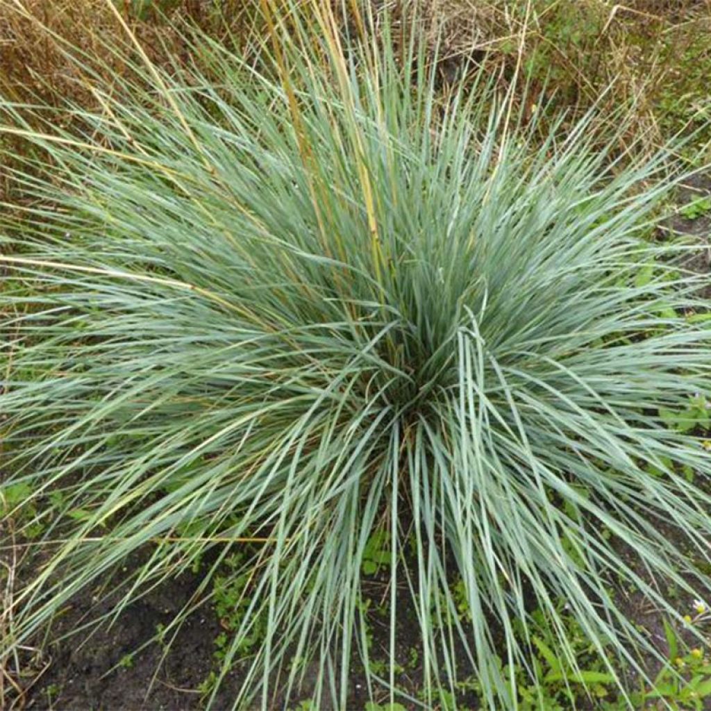 Avoine bleue - Helictrotrichon sempervirens Pendula