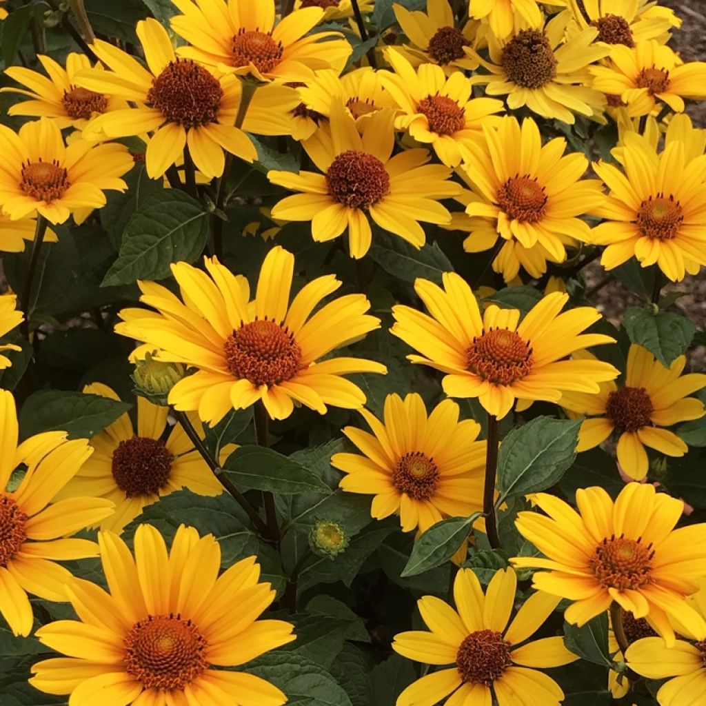 Heliopsis Punto Rosso 