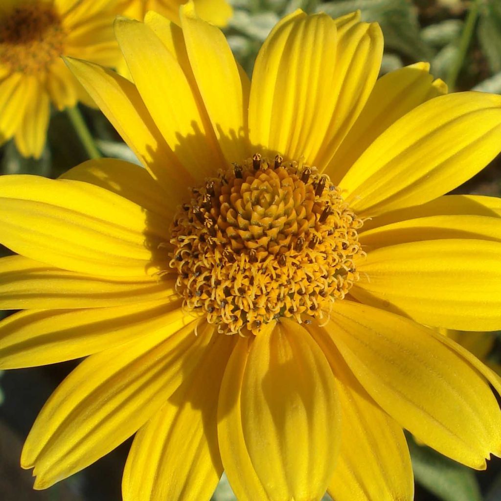 Heliopsis helianthoïdes Loraine Sunshine - Héliopsis faux hélianthe