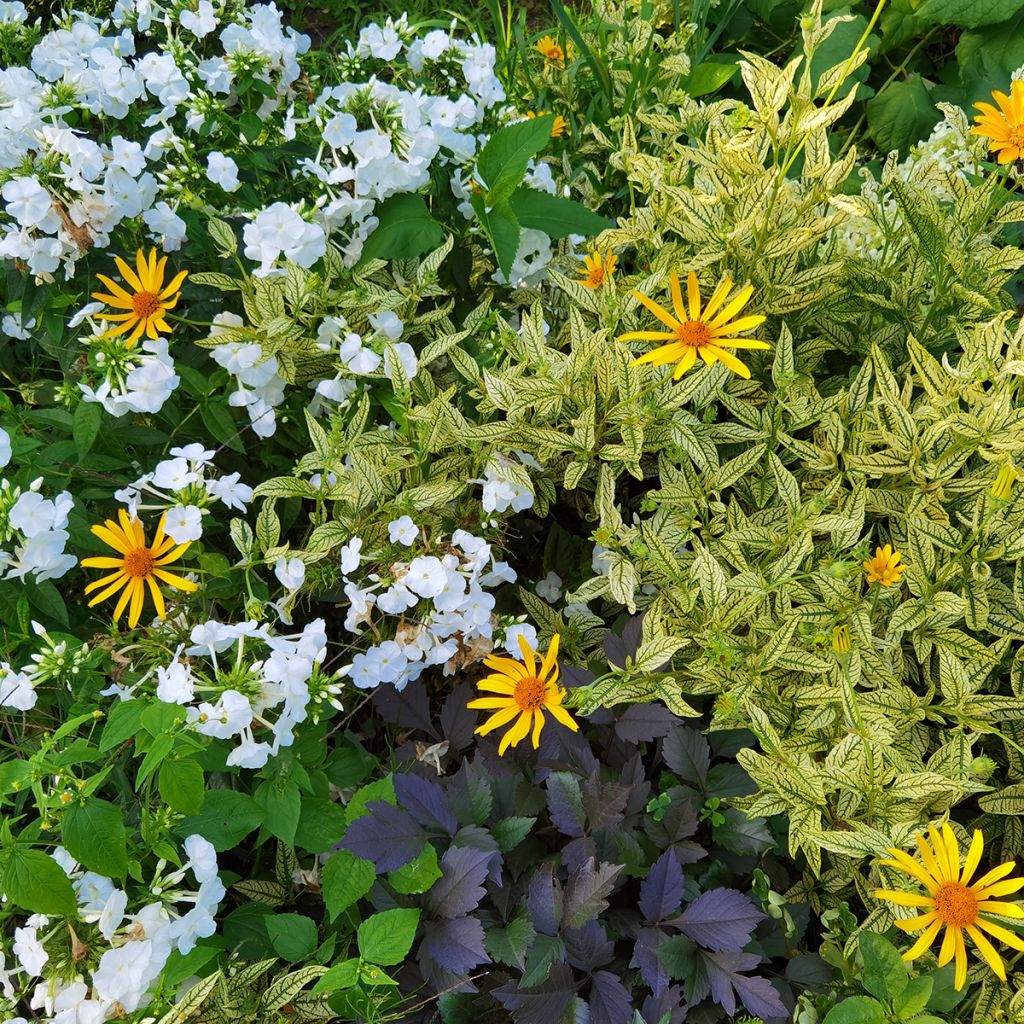 Heliopsis helianthoides Loraine Sunshine