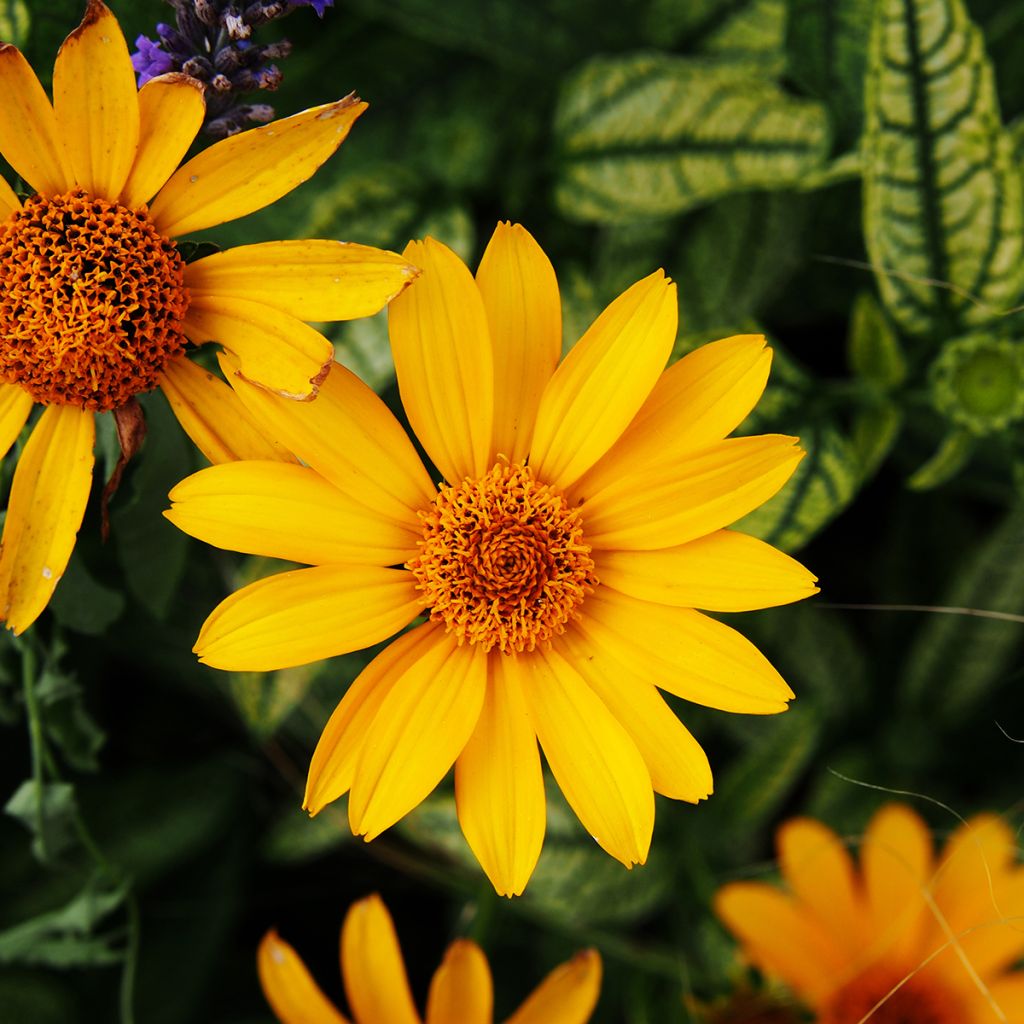 Heliopsis helianthoides Loraine Sunshine