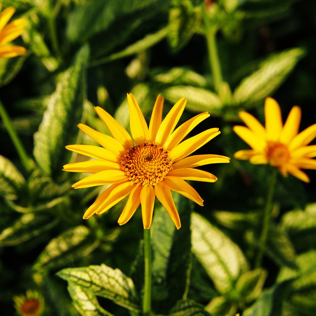 Heliopsis helianthoides Loraine Sunshine