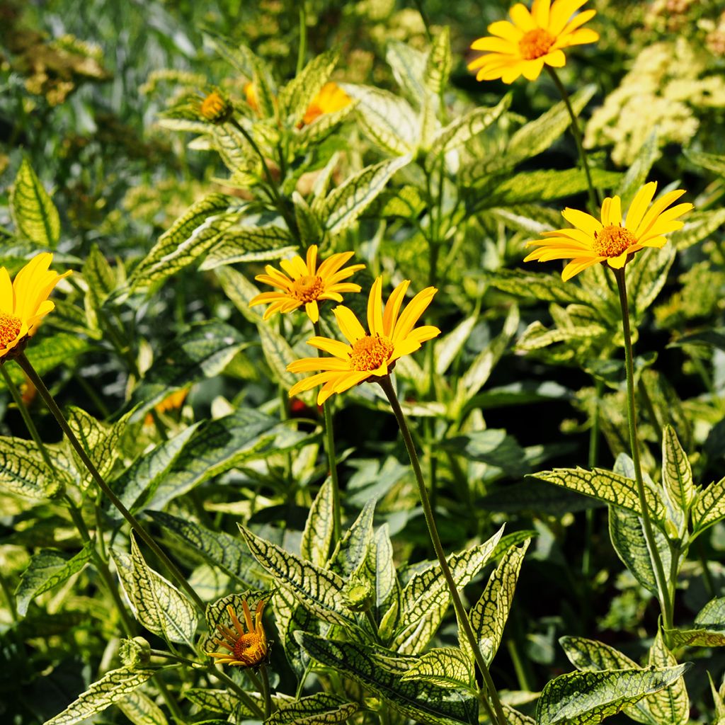 Heliopsis helianthoides Loraine Sunshine