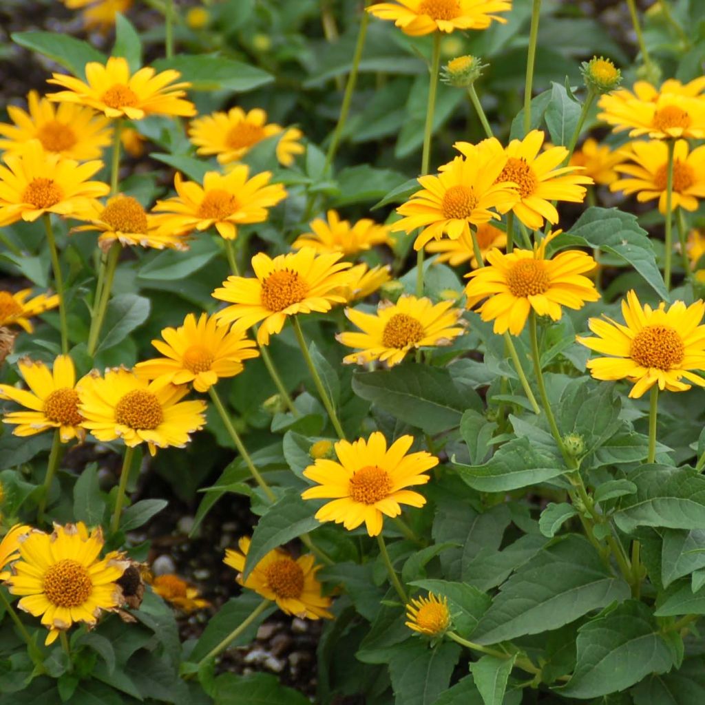 Heliopsis helianthoides Tuscan Sun® - Héliopsis faux-hélianthe.