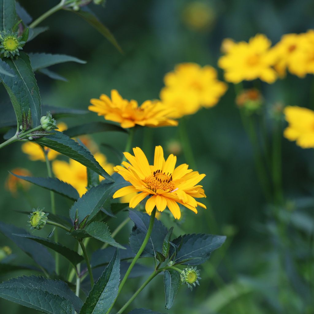 Heliopsis helianthoides Tuscan Sun