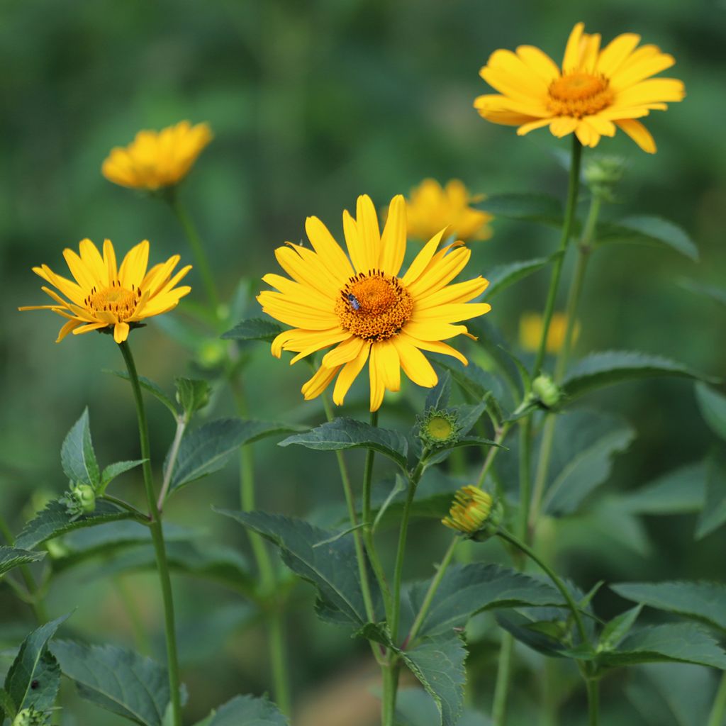 Heliopsis helianthoides Tuscan Sun