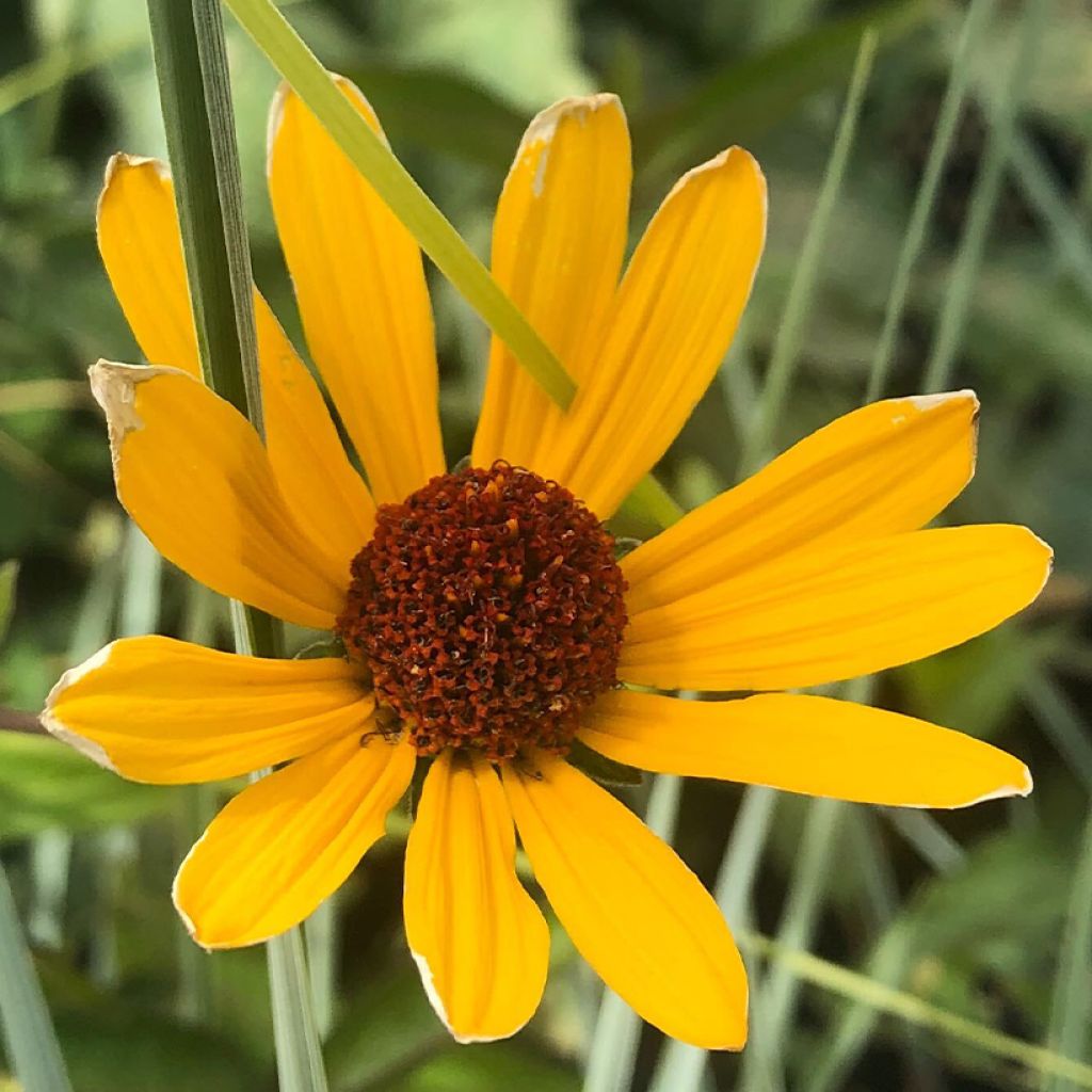 Heliopsis helianthoïdes var. scabra Summer Nights