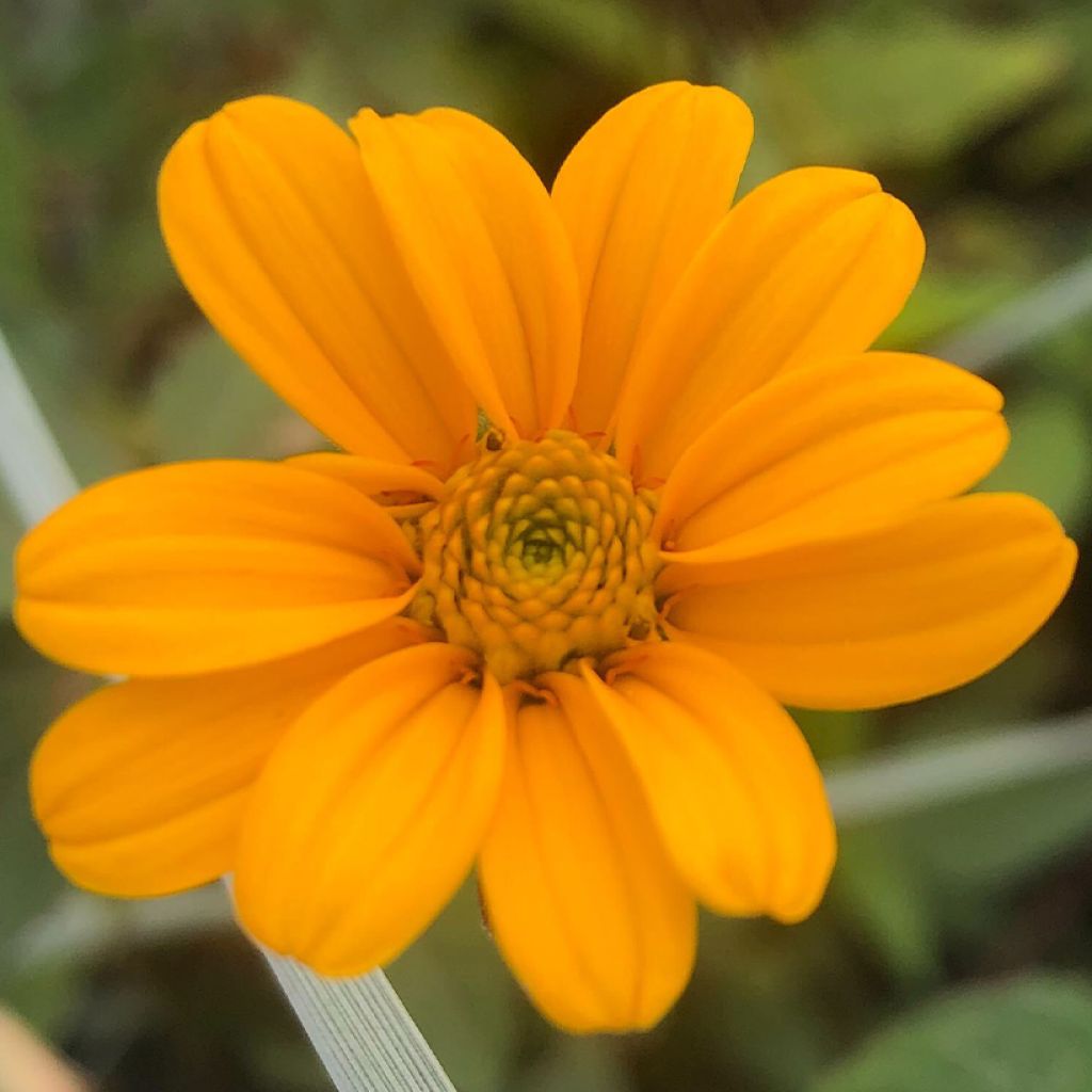 Heliopsis helianthoïdes var. scabra Summer Nights