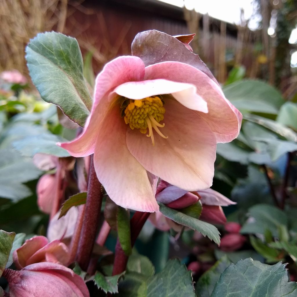 Helleborus x ericsmithii - Elleboro