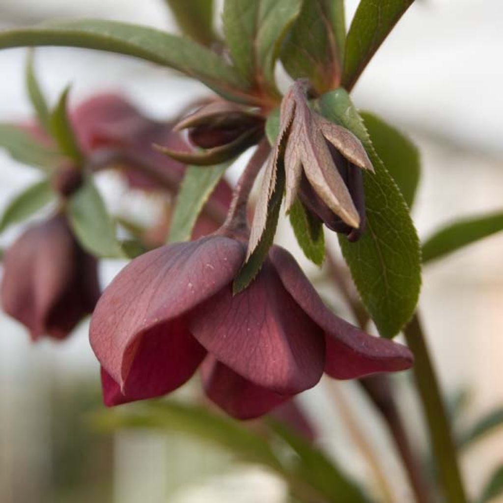 Hellébore orientale Rouge