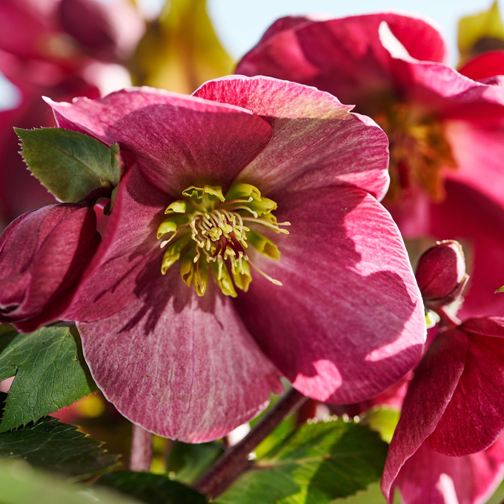 Helleborus ViV Scarletta - Elleboro