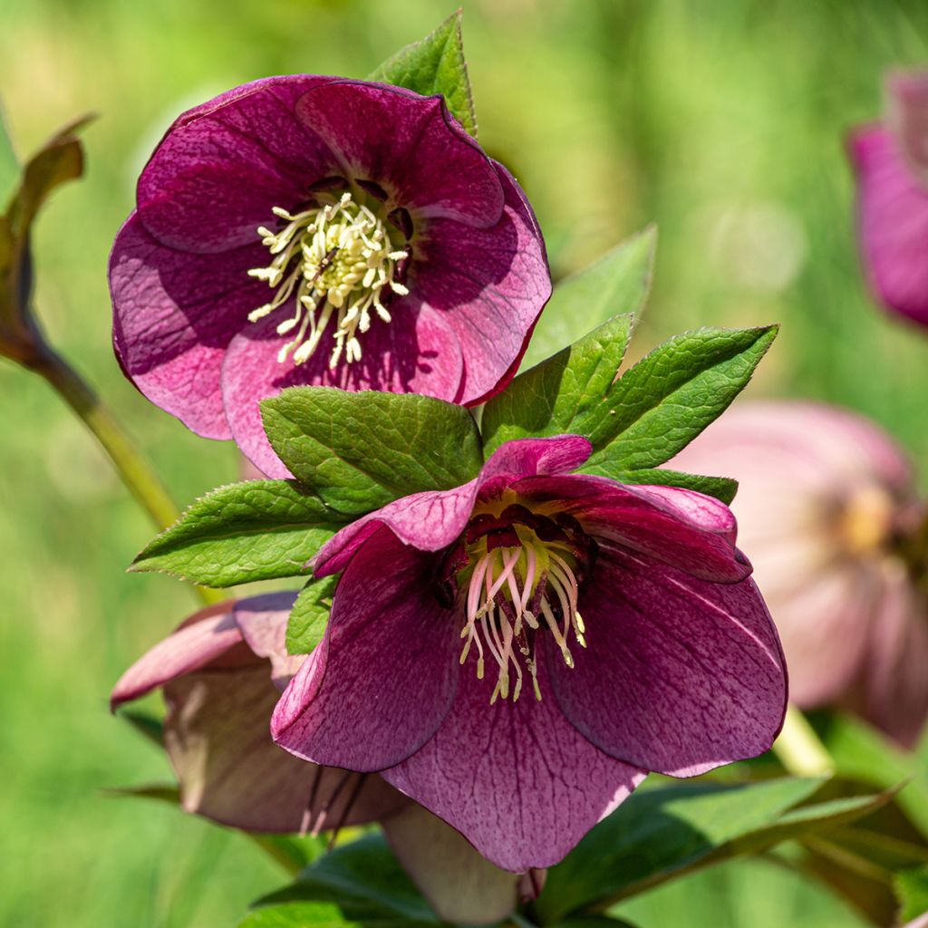 Helleborus Early purple - Elleboro