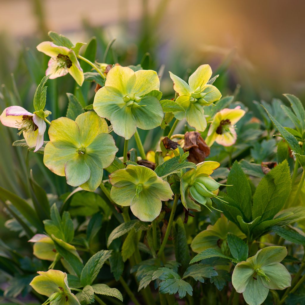 Helleborus Yellow Lady - Elleboro